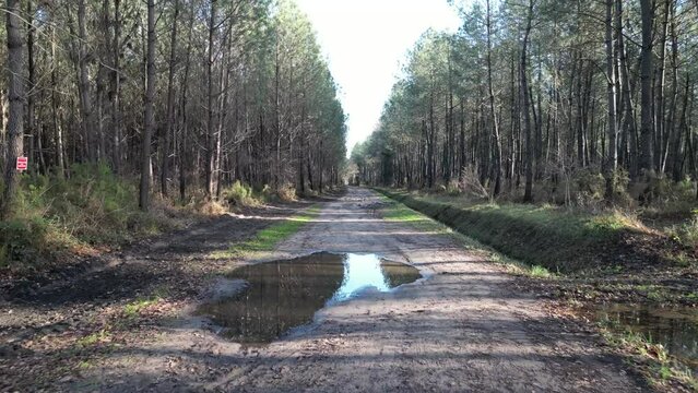 Chemin de foret des Landes