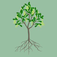 Macadamia tree with flowers and roots on a green background.