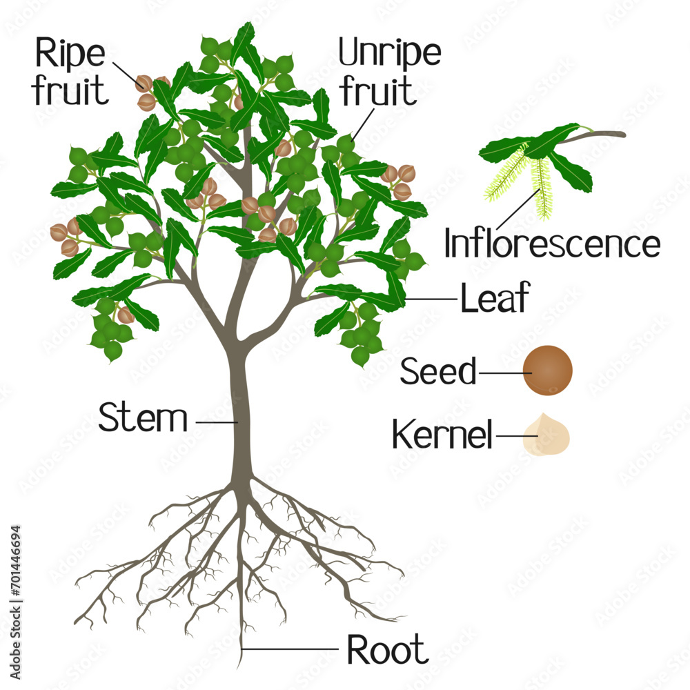 Wall mural parts of macadamia tree isolated on a white background.