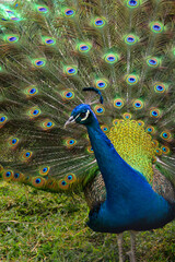 Obraz premium peacock with feathers