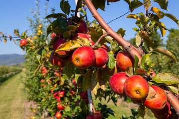 Nahaufnahme von Äpfeln auf einem Apfelfeld in der Pfalz. Bei den Apfelsorgen handelt es sich um Weirouge bzw. die Apfelsorte Roter Mond