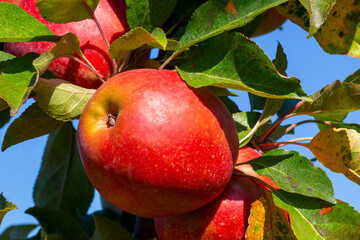 Nahaufnahme von Äpfeln auf einem Apfelfeld in der Pfalz. Bei den Apfelsorgen handelt es sich um Weirouge bzw. die Apfelsorte Roter Mond