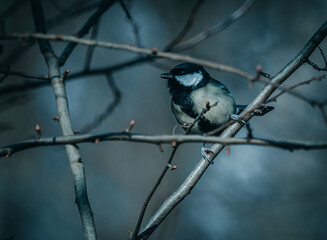confused bird looking away