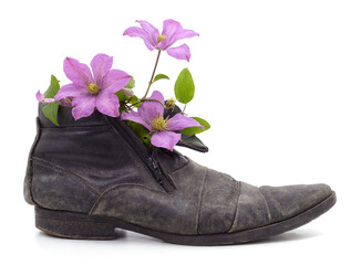 Old shoe with clematis flowers.