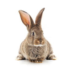 Fototapeta premium Grey baby rabbit.