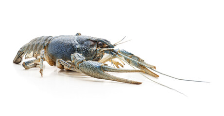 One blue crayfish.