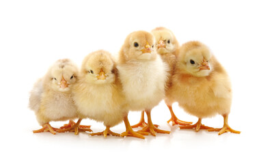 Group yellow little chickens.