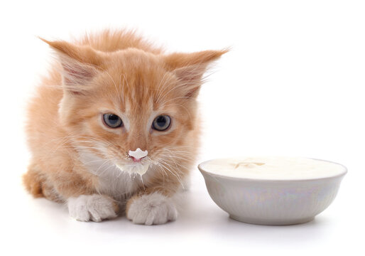 Red kitten and sour cream.