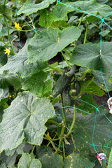 Fresh Organic Cucumbers Growing on Trellis
