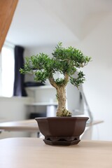 Beautiful bonsai tree in pot on wooden table indoors