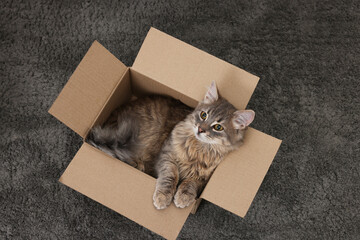 Cute fluffy cat in cardboard box on carpet, top view