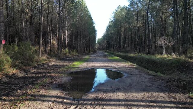 Chemin de la foret des Landes ralenti