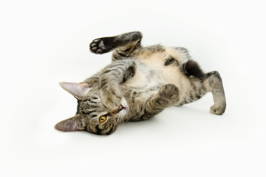 Funny playful male small cat lying down showing its testicles. Isolated on white background
