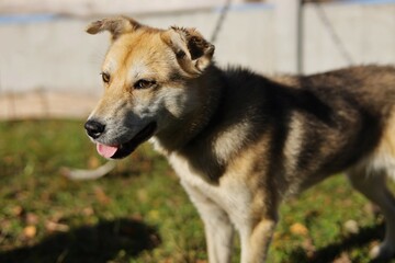 Obraz premium Dog in the garden in autumn