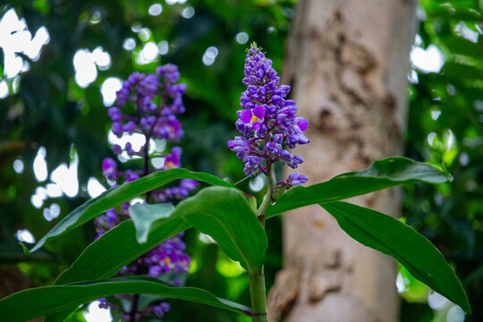Dichorisandra thyrsiflora ou gengibre azul