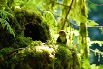 photo of a Woodpecker in its nest against a green