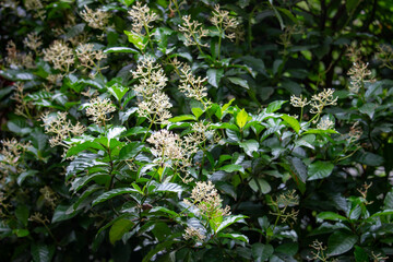 Folhas de "Chacrona" psychotria viridis, ou Rainha no Santo Daime
