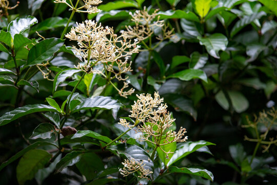 Folhas de "Chacrona" psychotria viridis, ou Rainha no Santo Daime
