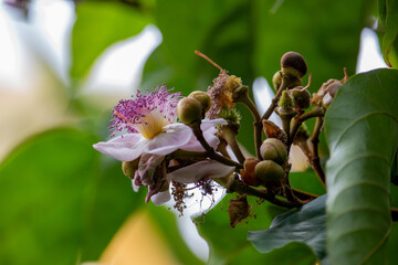 Flor do urucuzeiro, árvore cujo fruto é o urucum, de onde se extrai o colorau. Flor. Condimento.
