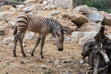 Fototapeta na wymiar Close-up of a wild Zebra