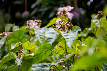 Flor do urucuzeiro, árvore cujo fruto é o urucum, de onde se extrai o colorau. Flor. Condimento.