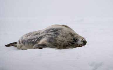 Weddell Seal Sleeping on the Ice