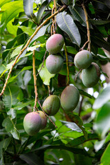 Pé de manga com frutos. Mangueira.	
