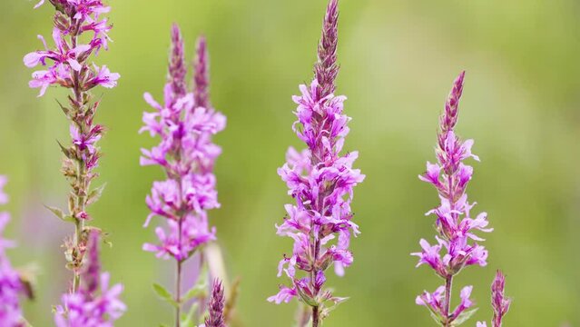 Purple wildflower Loosestrife (Lythrum salicaria) swaying in the breeze, growing raw and uncultivated in nature. Shot with depth of field.