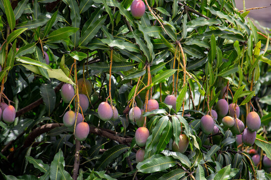 P&eacute; de manga com frutos. Mangueira.	
