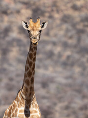 Okonjima Nature Reserve, Otjiwarongo, Namibia - August 15, 2022: Portrait of an Angolan giraffe looking directly at the camera, set against a blurred natural background.