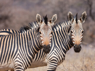 Fototapeta premium Okonjima Nature Reserve, Otjiwarongo, Namibia - August 15, 2022: A close-up of two Hartmann's mountain zebras facing the camera.