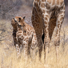Okonjima Nature Reserve, Otjiwarongo, Namibia - August 15, 2022: A tender moment between an adult Angolan giraffe and its calf in the dry savannah grasses.