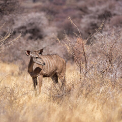 Okonjima Nature Reserve, Otjiwarongo, Namibia - August 15, 2022: A female greater kudu stands amidst dry savannah brush, her gaze attentive and body marked with the species' characteristic white strip
