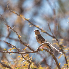 Erongo mountains, Namibia - August 16, 2022: A red-headed finch female perched on a thorny branch, its subtle brown plumage blending with the dry grass background.