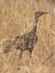 Erongo mountains, Namibia - August 16, 2022: A red-crested korhaan camouflaged among tall, dry savannah grasses, alert and blending seamlessly with its natural environment.