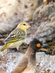 Erongo mountains, Namibia - August 16, 2022: Female Southern Masked-Weaver bird in profile, with its yellow and green plumage, poised elegantly on a rock with an African red-eyed bulbul blurred in the