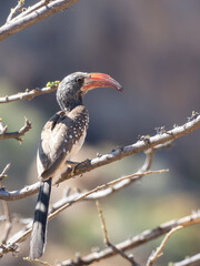 Erongo mountains, Namibia - August 16, 2022: Close-up of a Monteiro's hornbill perched on a leafless branch, with its distinctive red and black beak and speckled feathers.