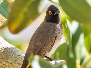 Erongo mountains, Namibia - August 16, 2022: Close-up of an African red-eyed bulbul bird with vivid orange eyes and grey plumage, set against a soft-focus green leafy background