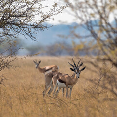 Etosha National Park, Namibia - August 17, 2022: Two springboks in the wild are looking directly at the camera, with intricate horns and a serene savannah backdrop with another springbok