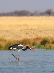 Etosha National Park, Namibia - August 17, 2022: A striking image of a saddle-billed stork, distinguished by its vibrant bill, engaged in fishing activity. This bird is captured mid-action.