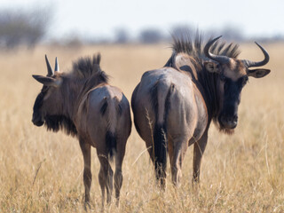 Etosha National Park, Namibia - August 17, 2022: Two blue wildebeests grazing, with one turning its head to face the camera, in the golden grasslands