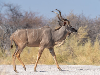 Etosha National Park, Namibia - August 18, 2022: A male greater kudu in profile, walking across a dry landscape, its majestic horns and striped body highlighted in the African sunlight