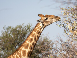 Etosha National Park, Namibia - August 18, 2022: Close-up of an Angolan giraffe browsing on tree blossoms, its long neck and distinctive patterns showcased against a soft, blue sky