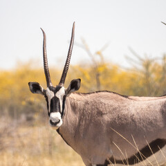Etosha National Park, Namibia - August 18, 2022: A serene portrait of an oryx gazing into the...
