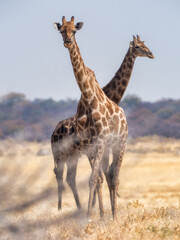 Etosha National Park, Namibia - August 18, 2022: Two Angolan giraffes standing in the savannah, with the foreground giraffe looking directly at the camera and the other one facing sideways
