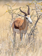 Etosha National Park, Namibia - August 18, 2022: An elegant Springbok stands in the African savannah, its gaze turned away from the camera, surrounded by the textures of the grass and acacia blooms