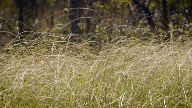 Lush green prairie grasses blowing in the wind