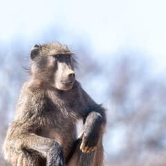 Otjiwarongo, Namibia - August 19, 2022: An adult chacma baboon is seated, displaying a contemplative expression. Its eyes are focused intently, possibly observing something in the distance.