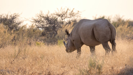 Etosha National Park, Namibia - August 18, 2022: Solitary Black rhinoceros wandering through the golden grasses of the savannah at dusk, its silhouette highlighted by the soft backlighting