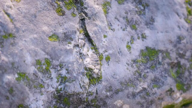 Petrified fossil millions of years old embedded in solid rock with sun and moss, Great Lakes fossils of devonian, brachiopod, horn coral origin